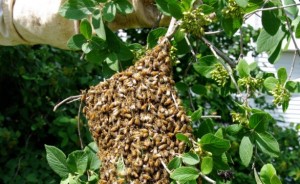 Swarm hanging from branch a member cut from a tree