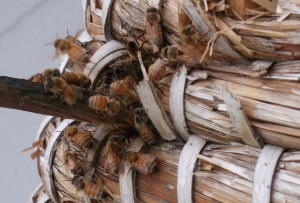 Bees entering and leaving a skep.