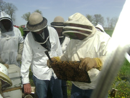 May bee yard frame inspection