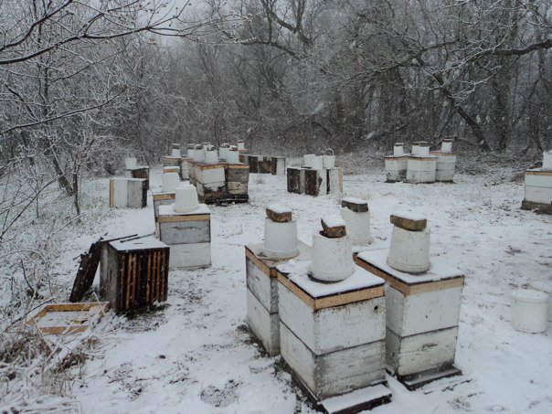 Hives overwintering outside in an apiary