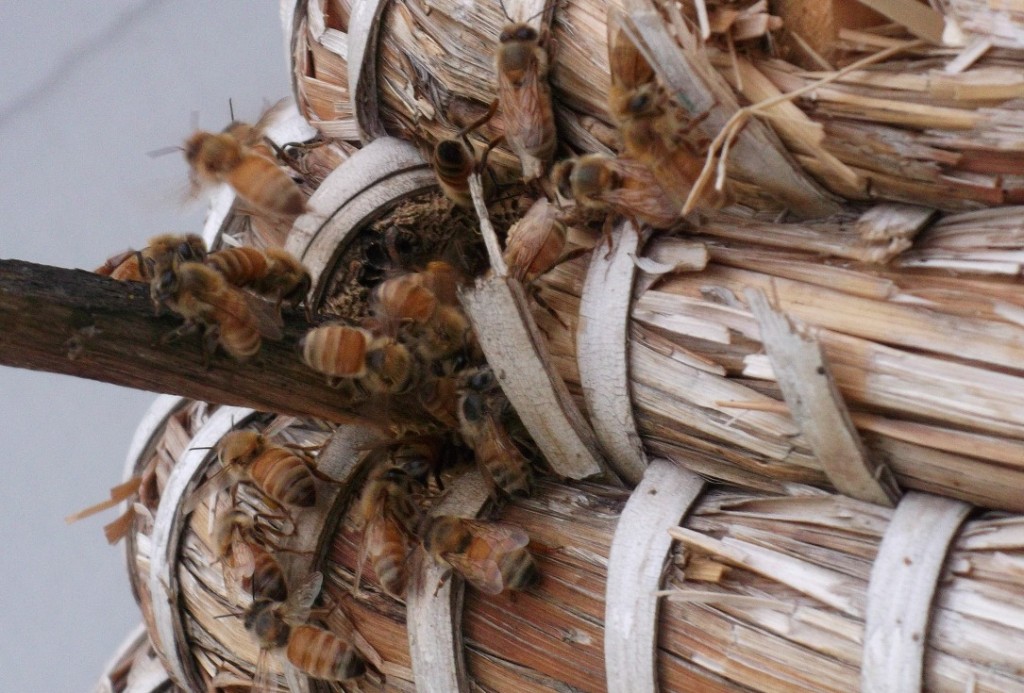 Bees entering and leaving a skep.